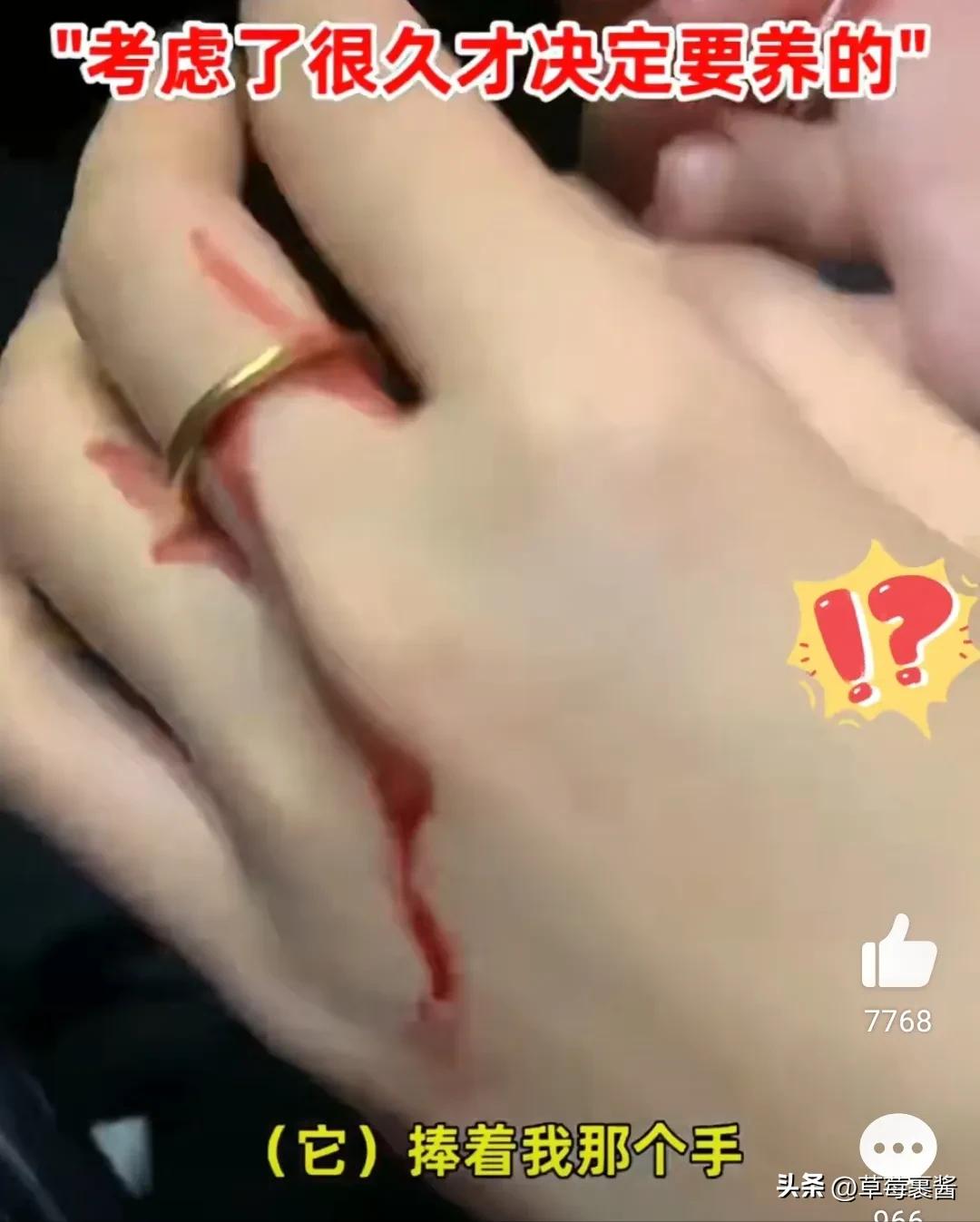 买仓鼠被咬花1000元,一女子买仓鼠被仓鼠咬了