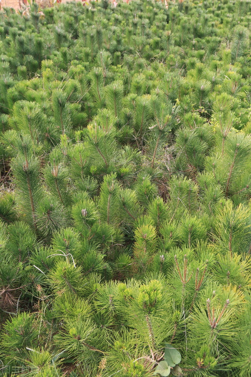 南阳朱家富：苗圃梦开出植树花