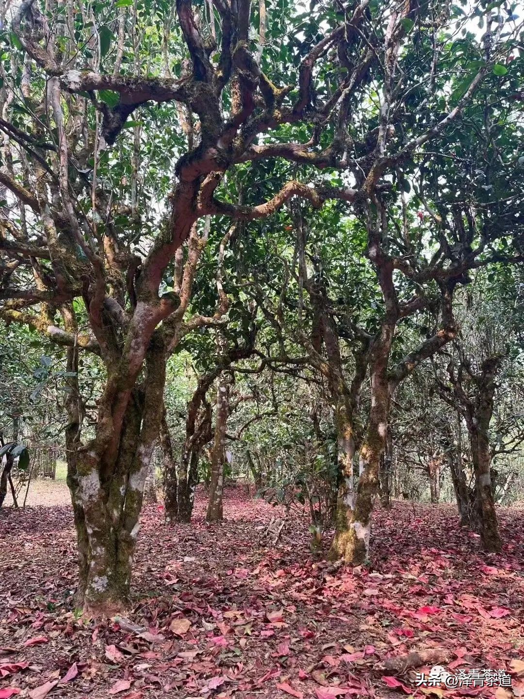 为什么茶树的南比北多,茶树生长的原因有哪些