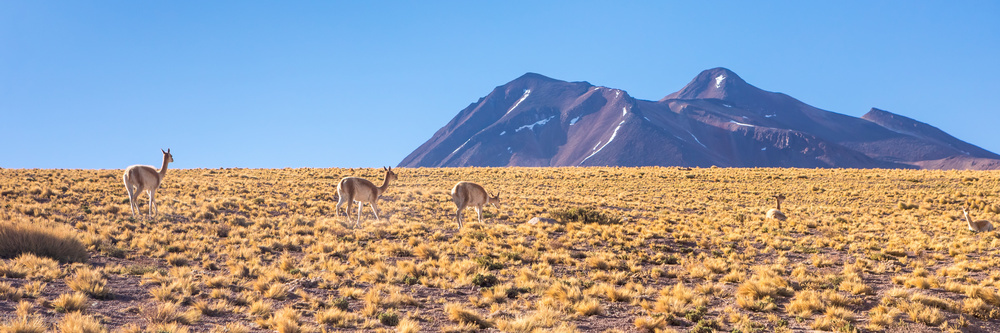 智利现状,智利基本情况