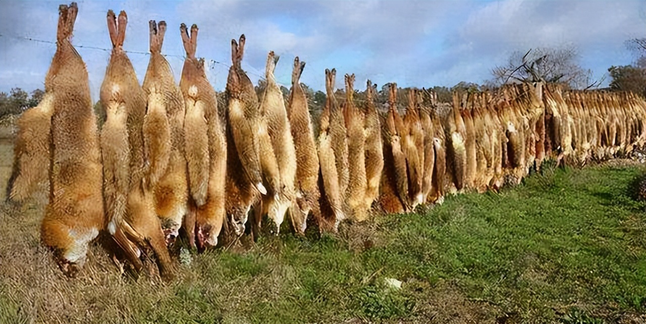 野兔给澳大利亚带来的生态灾难,澳大利亚野兔怎么泛滥成灾