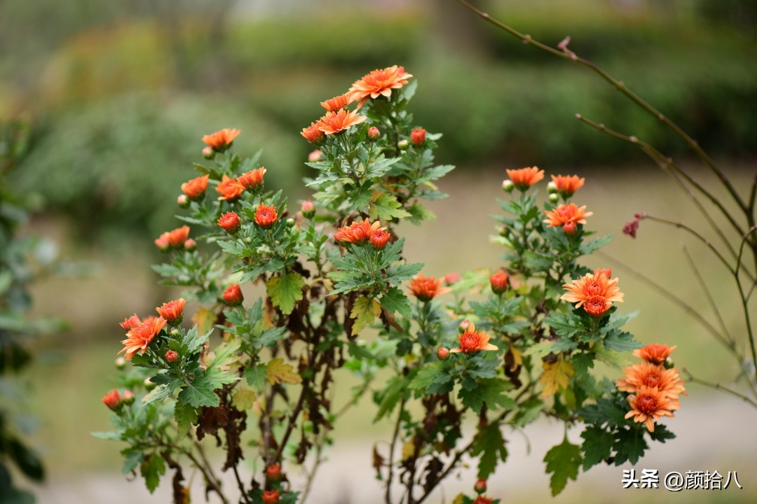 流放到菜地的花儿们，尽情绽放吧，不管在哪里｜园丁