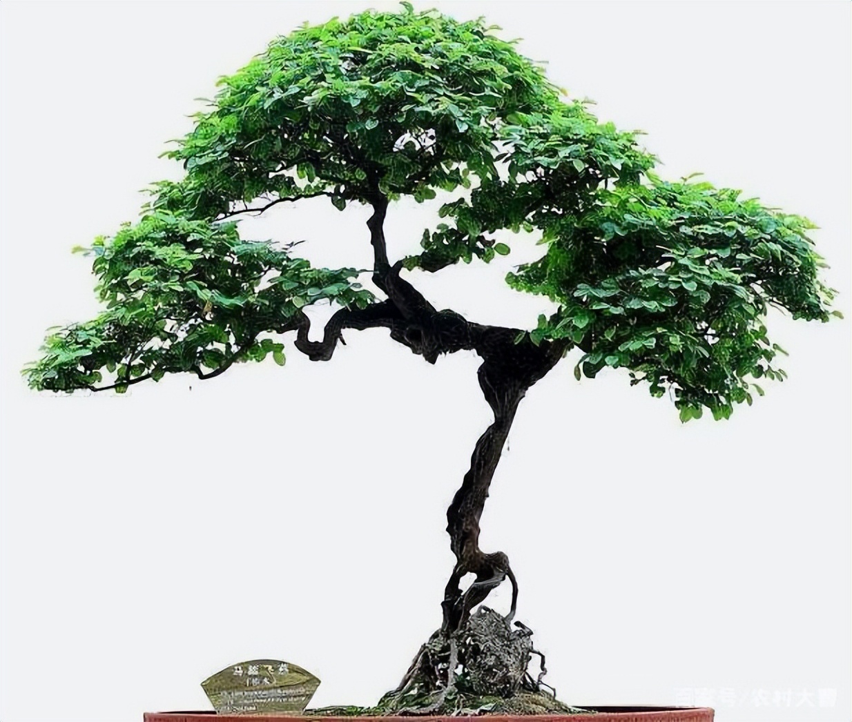 梅花盆景增粗矮化方法,石榴盆景如何快速增粗