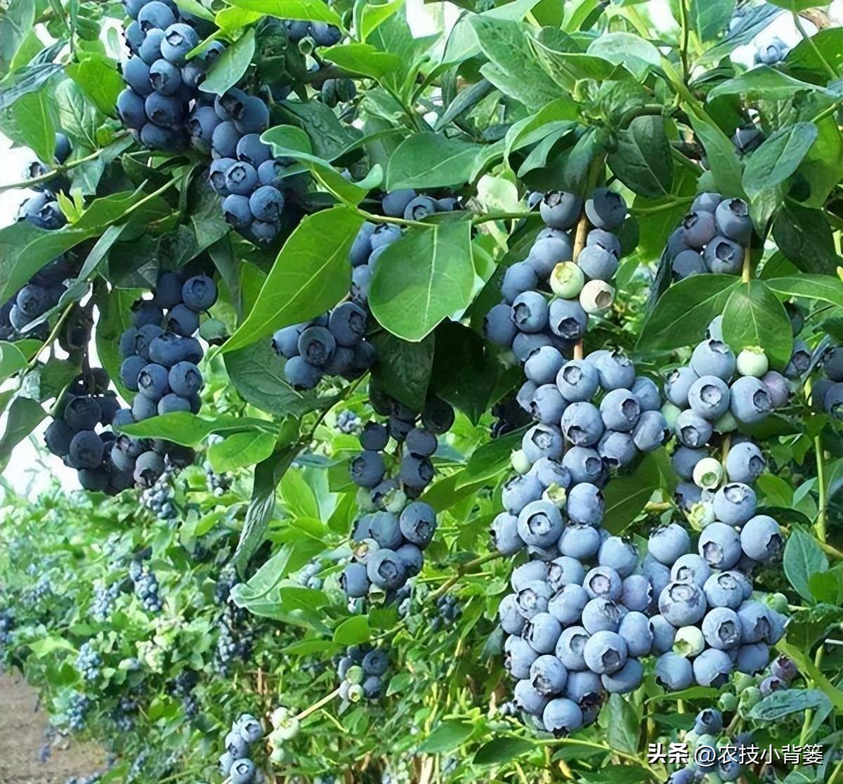 蓝莓栽培实用技术,蓝莓基质栽培水肥应该用多少