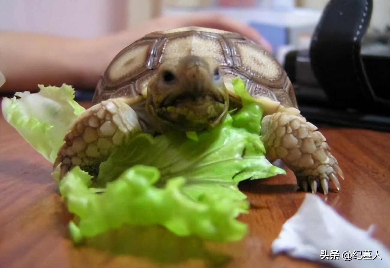 北京男子捡到乌龟养了8年,男子在野外捡到乌龟越长越不好