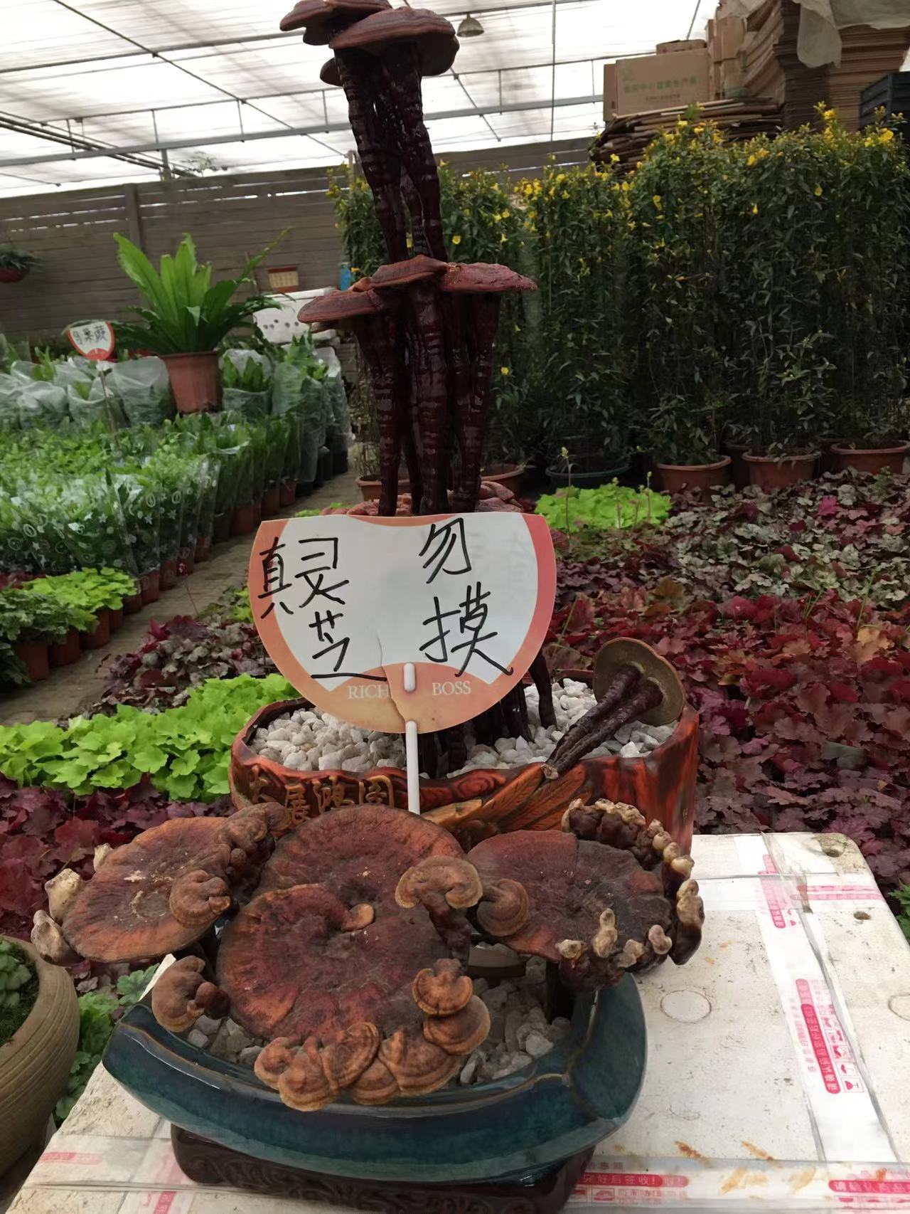 成都春天花卉市场哪里最便宜,成都温江区最便宜的花卉市场