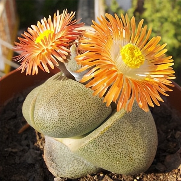 102个大类近500个多肉植物图片，都极其美丽，建议在家中也养一盆