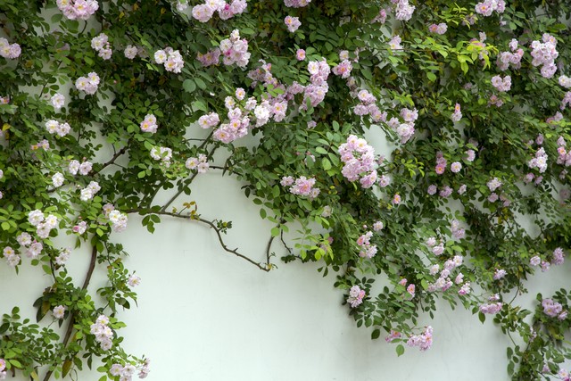 写蔷薇花的古诗词,古诗词经典诵读蔷薇花