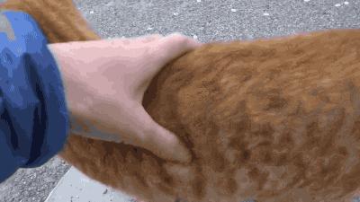 未来猫能活到30岁？？铲屎官听说后狂喜，怒捐3亿！！