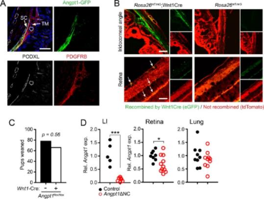 闭合性青光眼治疗突破,青光眼的修复之路