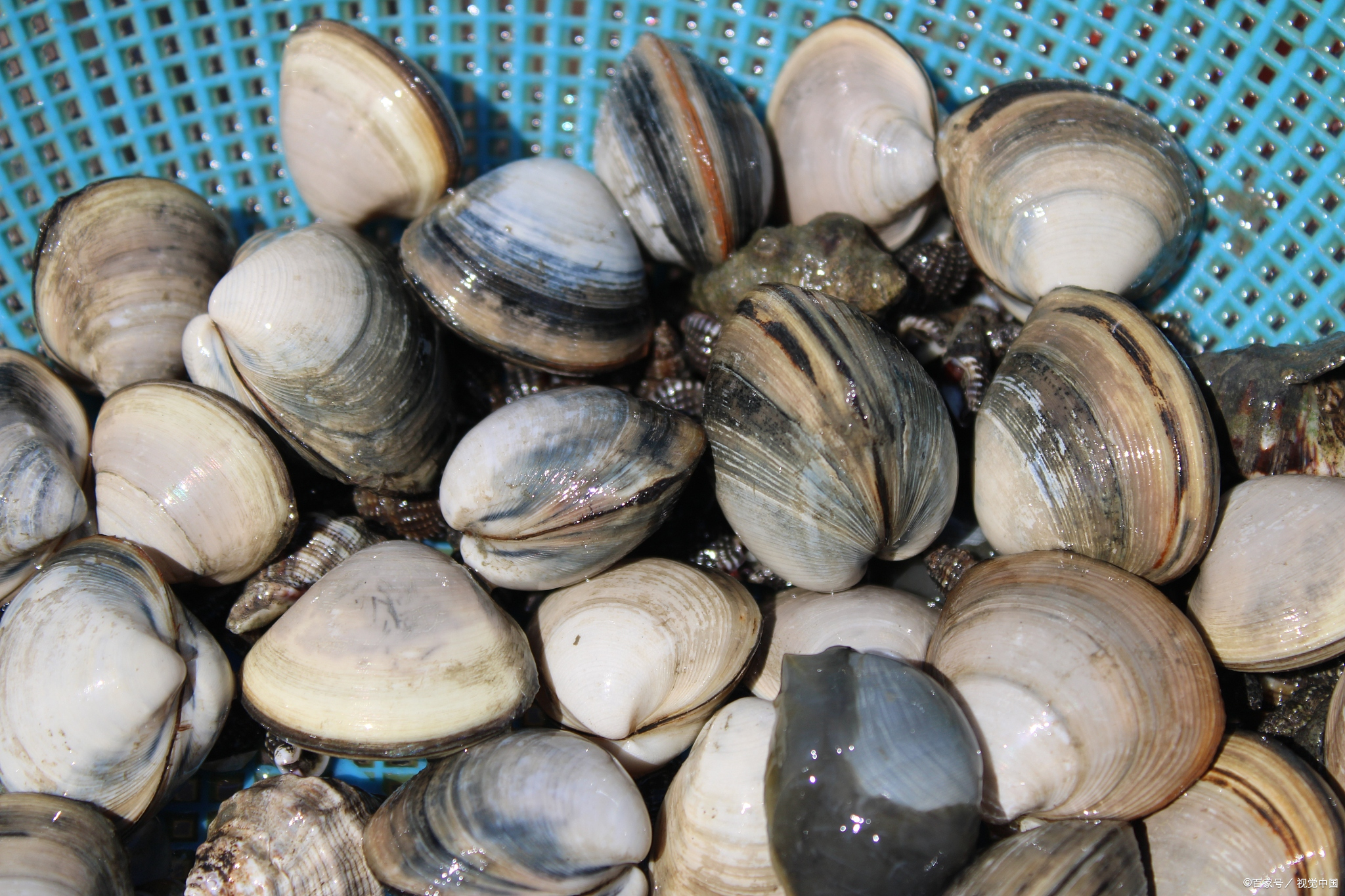 蛤蜊好吃又简单家常做法,蛤蜊最简单的几种做法又香又馋人