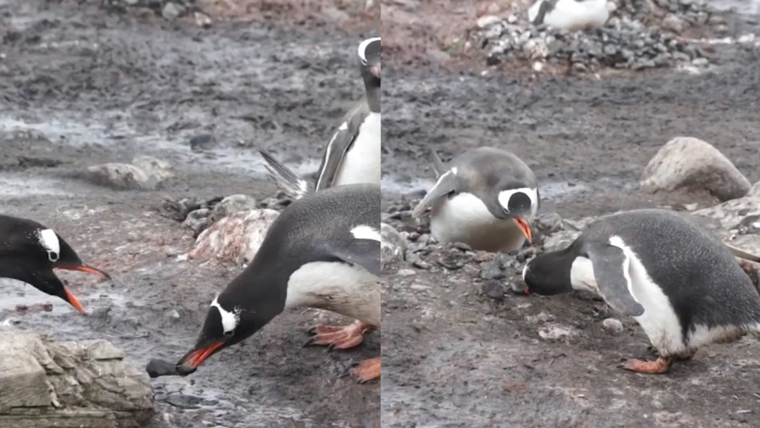自然界中有哪些被自身蠢死的动物,自然界最会伪装的十种动物