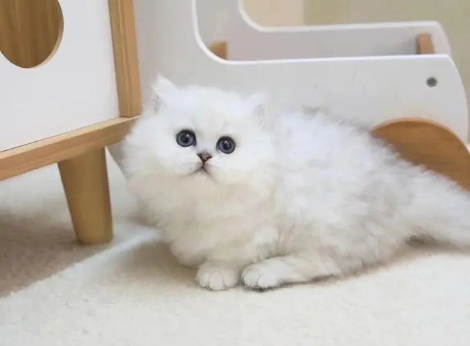 怎么判断金吉拉纯不纯,买金吉拉要到什么地方