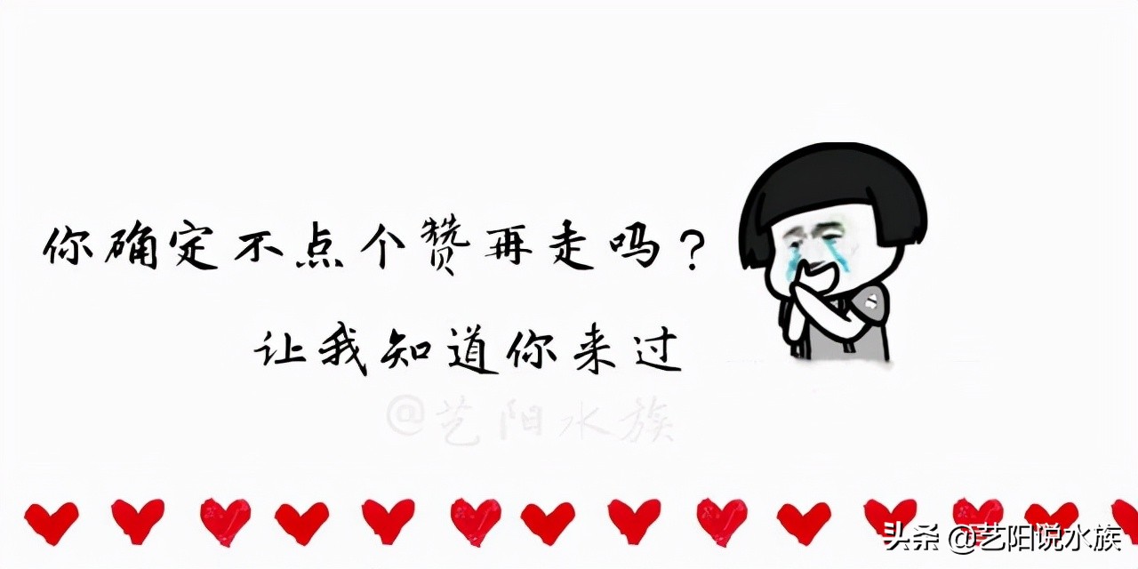 龙鱼突然不吃东西怎么办,龙鱼最近不吃食怎么办