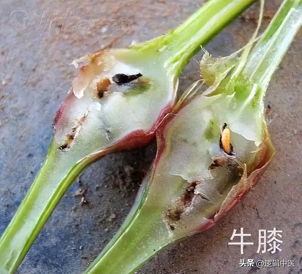 牛膝单味药,牛膝补肝肾配什么药最好