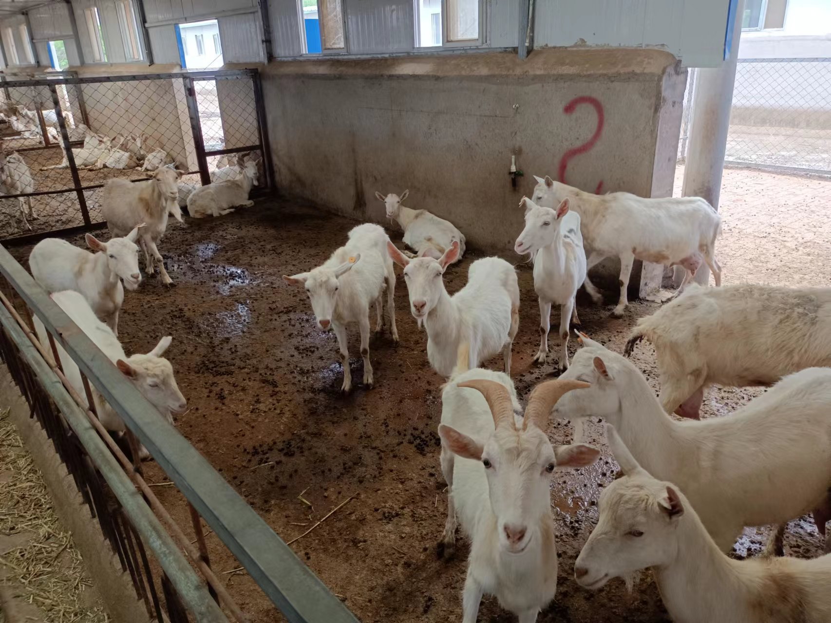 羊圈如何改建？看200斤种羊如何睡上塑料漏粪板上的