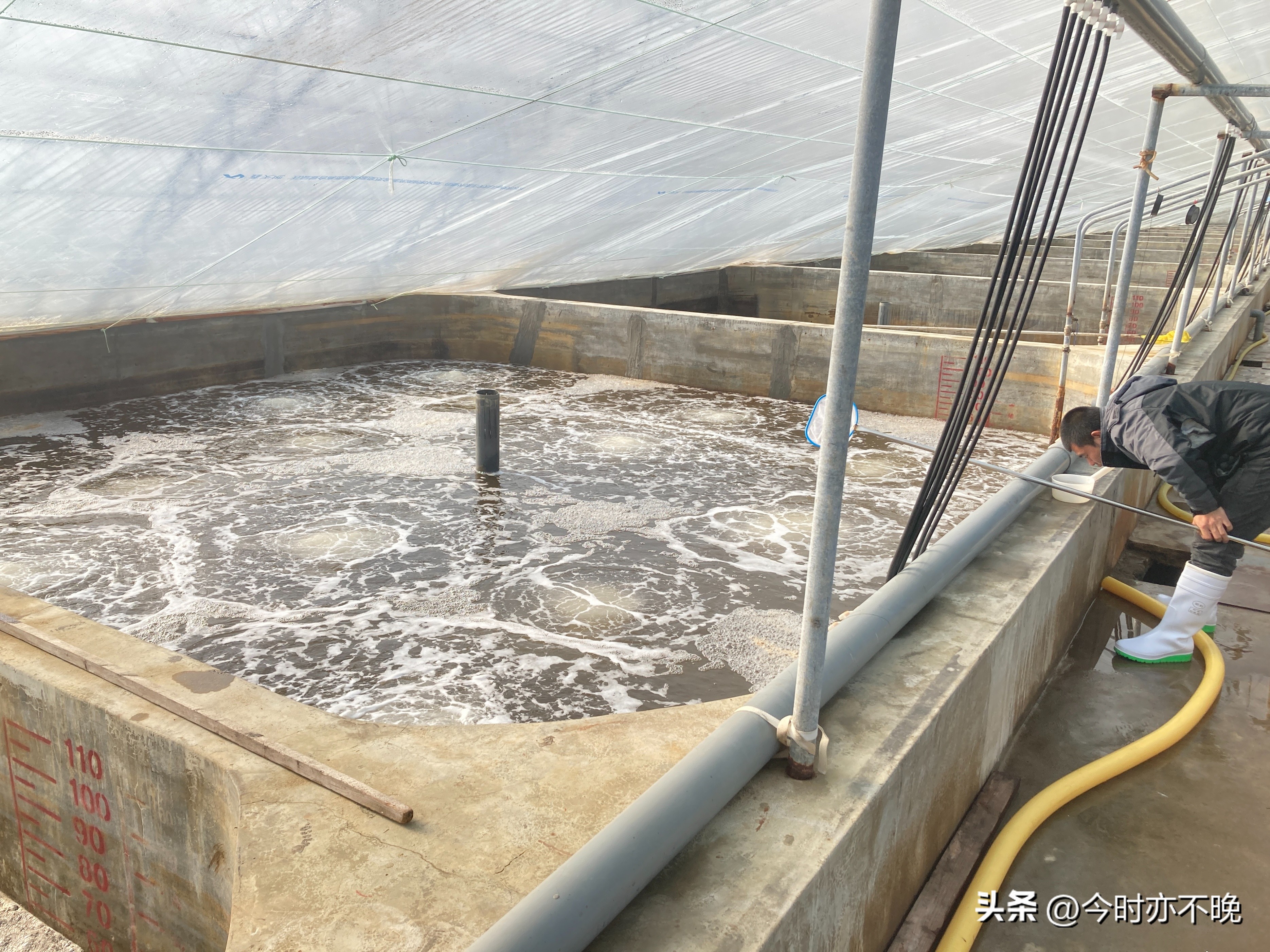 目前虾病防治技巧有哪些,防控虾病