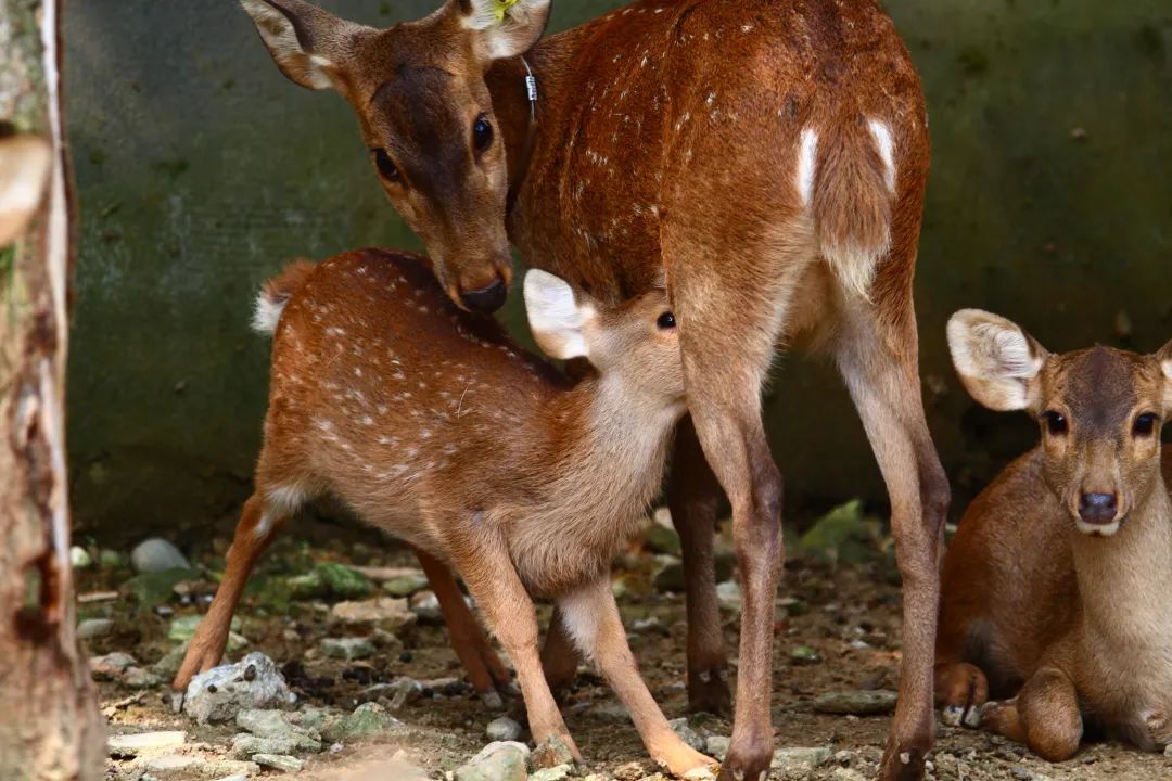 来认识下成都的生物“家底”→