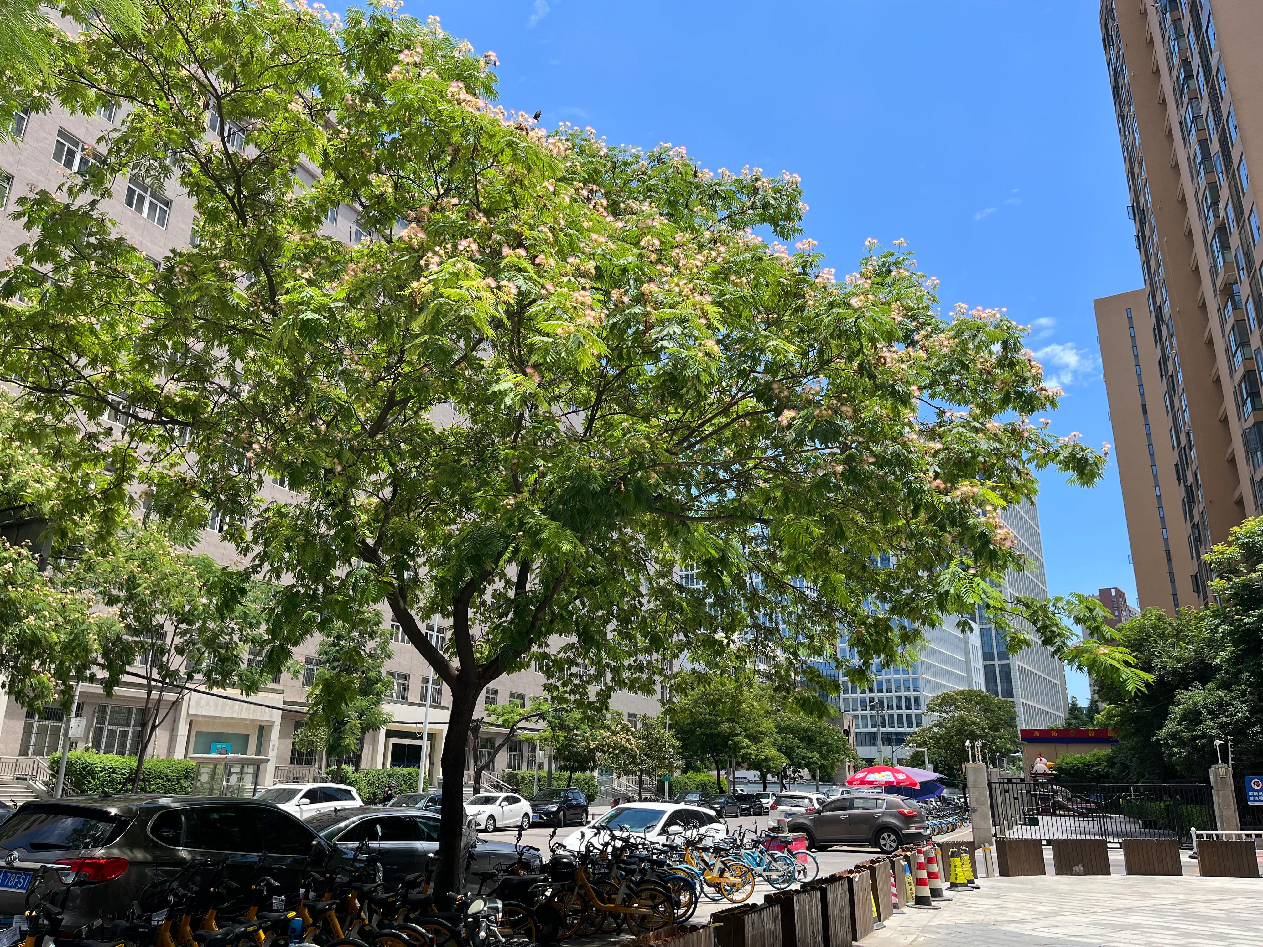 武汉最好吃的牛肉粉在哪里,武汉牛肉粉汤底