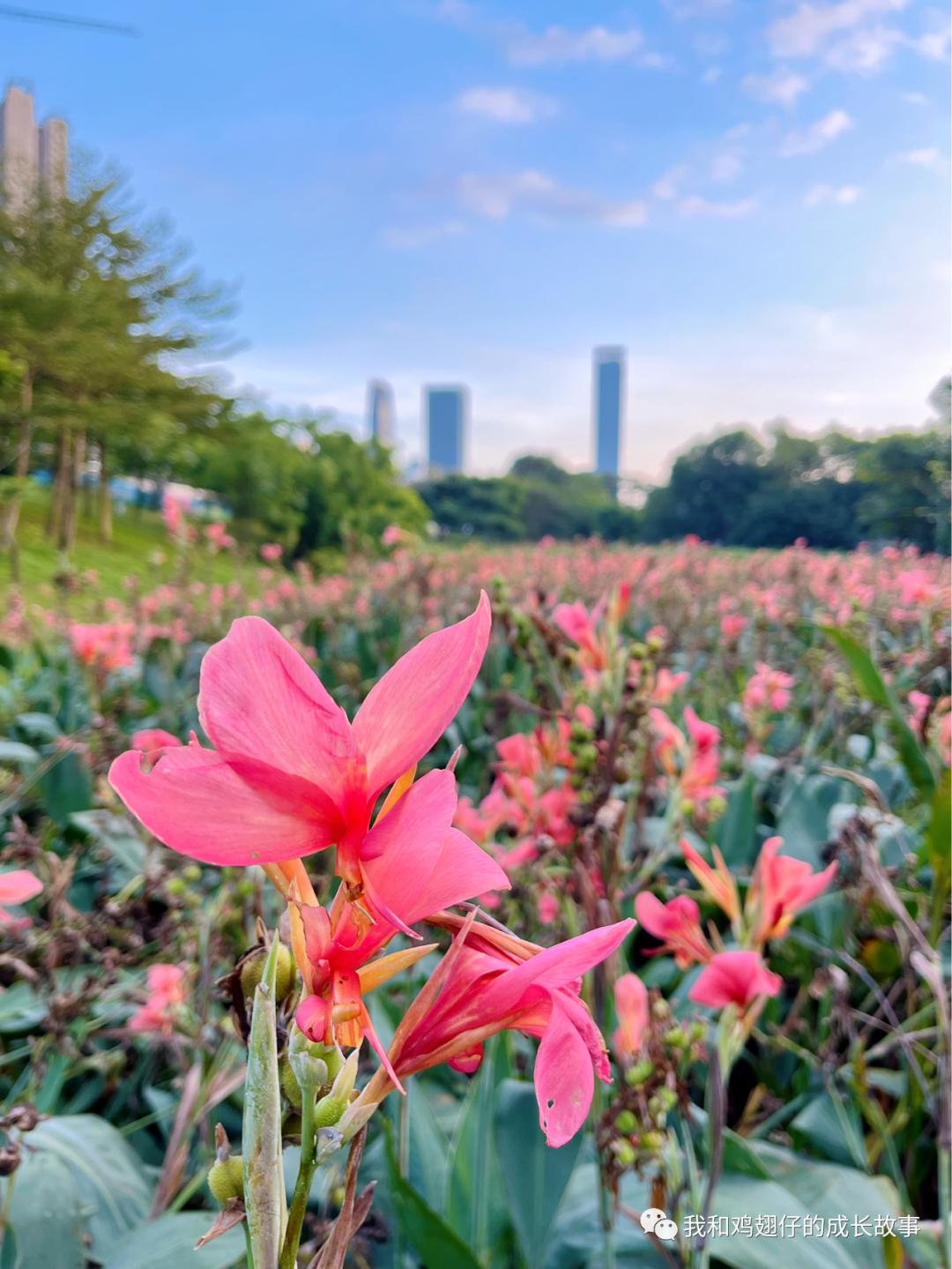 深圳户外露营地推荐,爱美丽免费观看全集