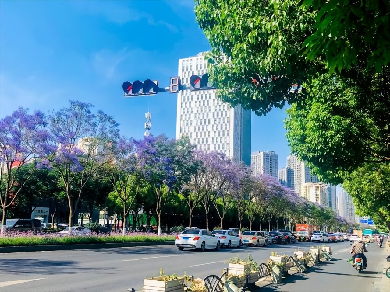 昆明蓝花楹最佳观赏期,颜值爆表昆明十大蓝花楹打卡指南