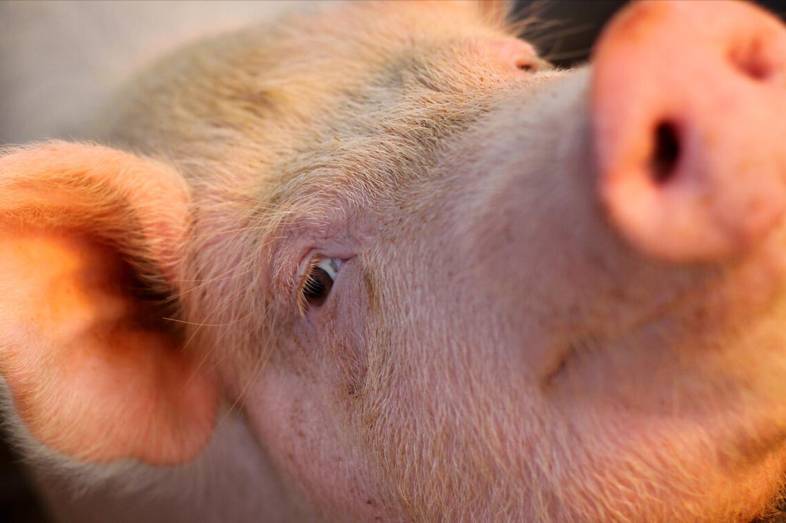 猪体温正常腹式呼吸气喘怎么治疗,猪腹式呼吸怎么治疗