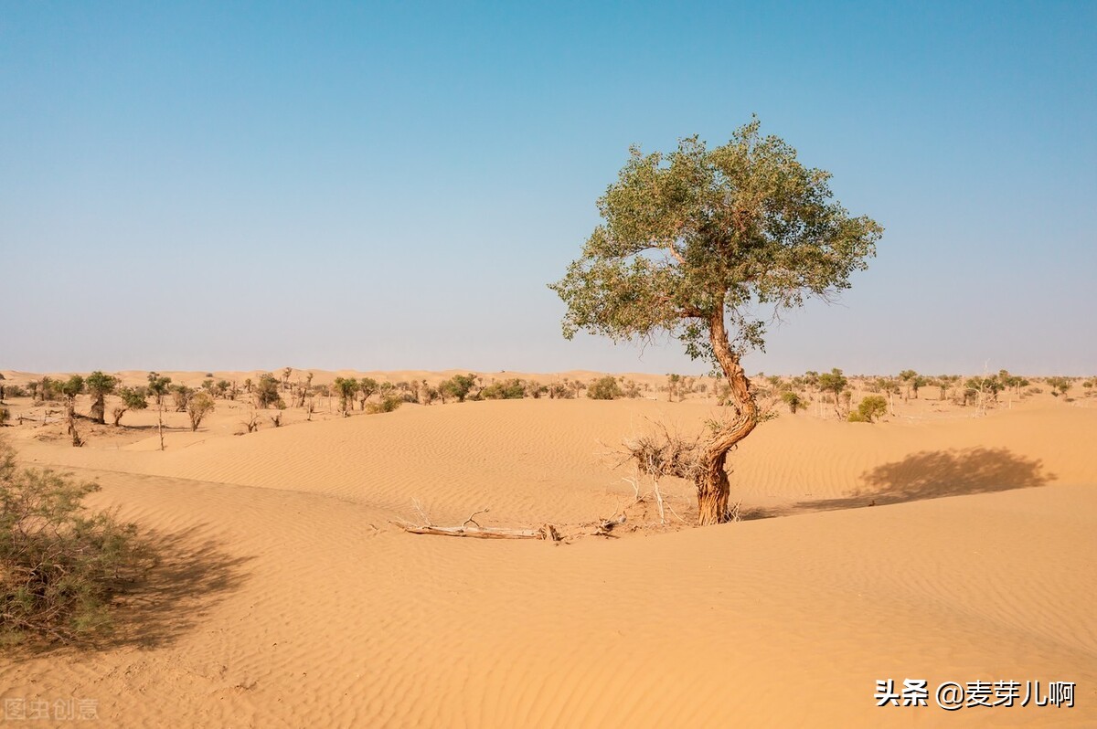 我不知年少轻狂只知道胜者为王,不知年少轻狂只知胜者为王赵信