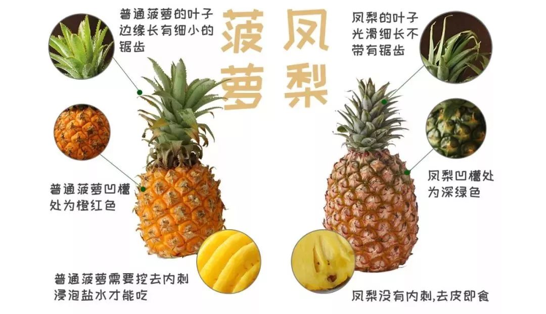 凤梨和菠萝的区别视频,菠萝凤梨是一个东西吗