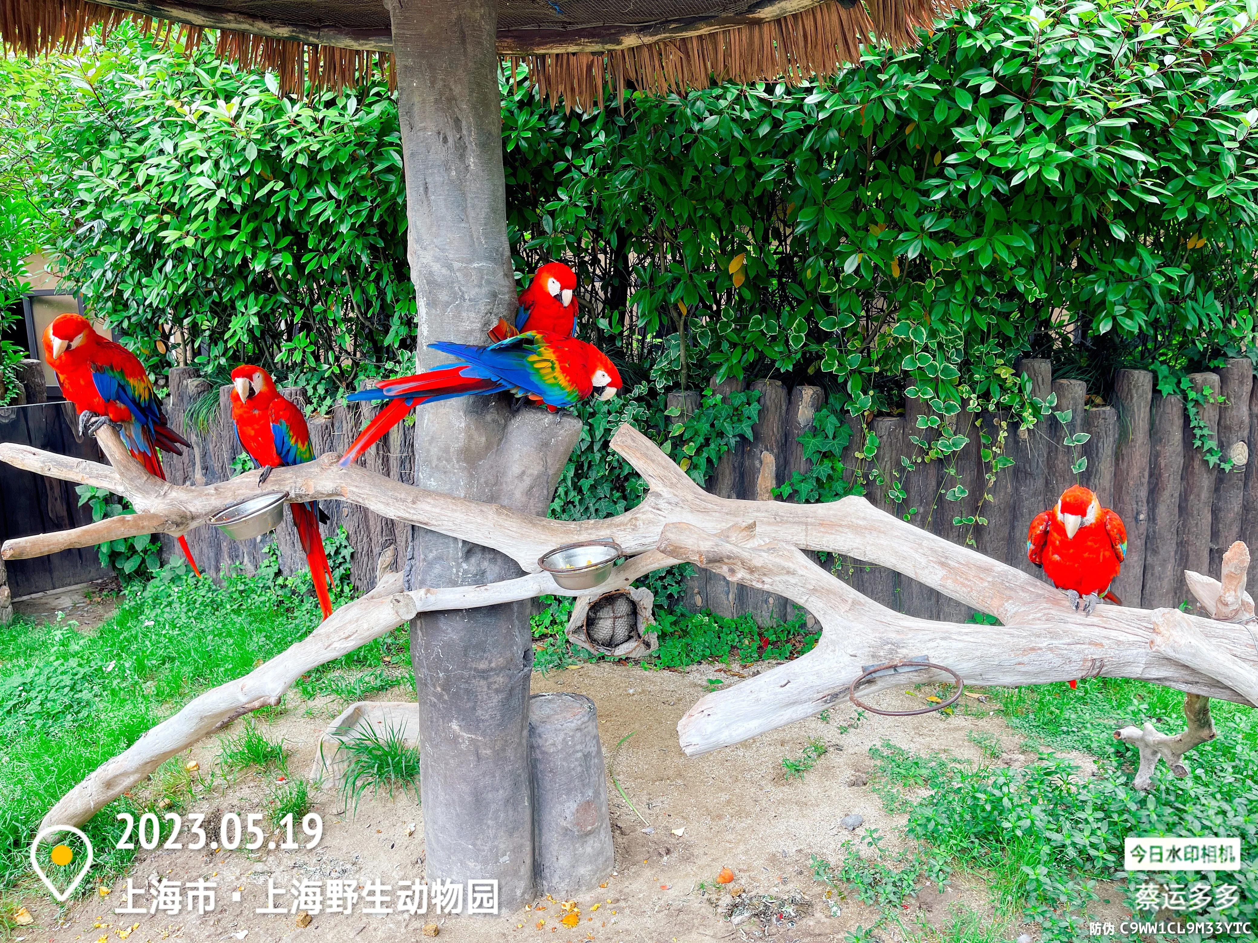 我喜爱的动物是小猫,什么动物招人喜爱