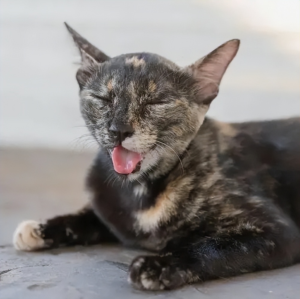 猫咪突然粘人张嘴喘气,猫咪像狗一样张嘴喘气是什么问题