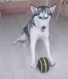 养狗必须懂的10件事,养狗必须知道的知识点