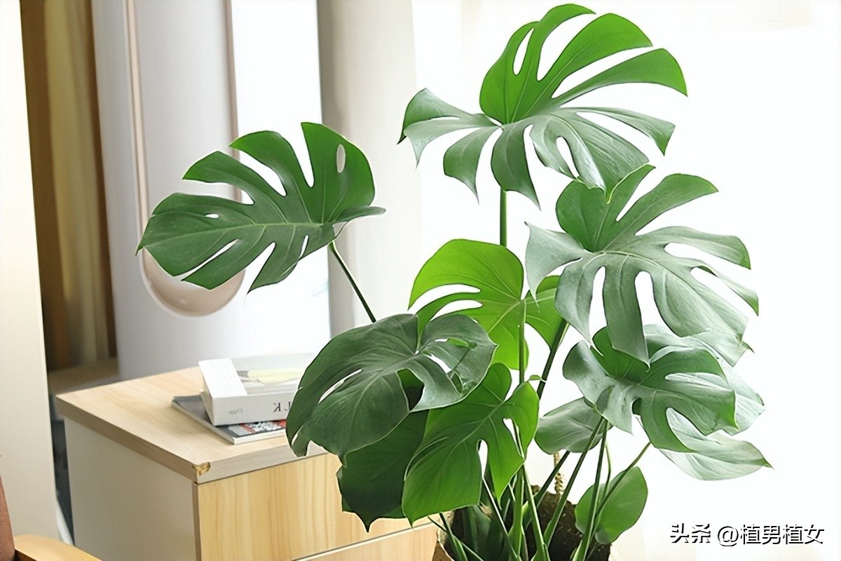 快速消除甲醛可以养哪些花,哪种花吸甲醛好养
