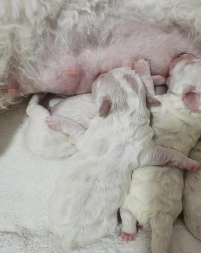 比熊多大的时候可以不关笼子养,怎样养小比熊新手教程