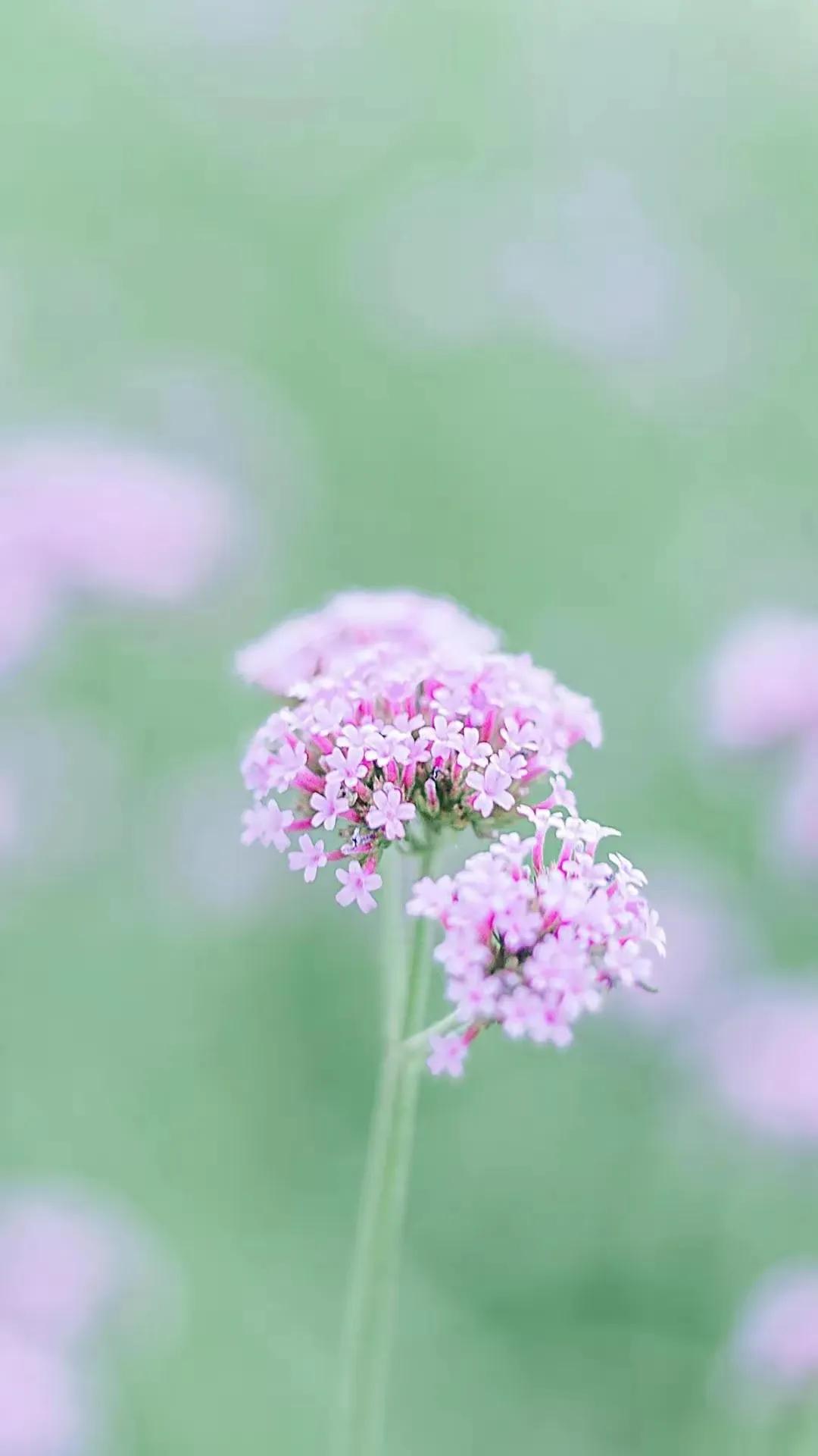 顶级绝美花朵壁纸娇艳欲滴的玫瑰,华为手机壁纸高清全面屏唯美花朵
