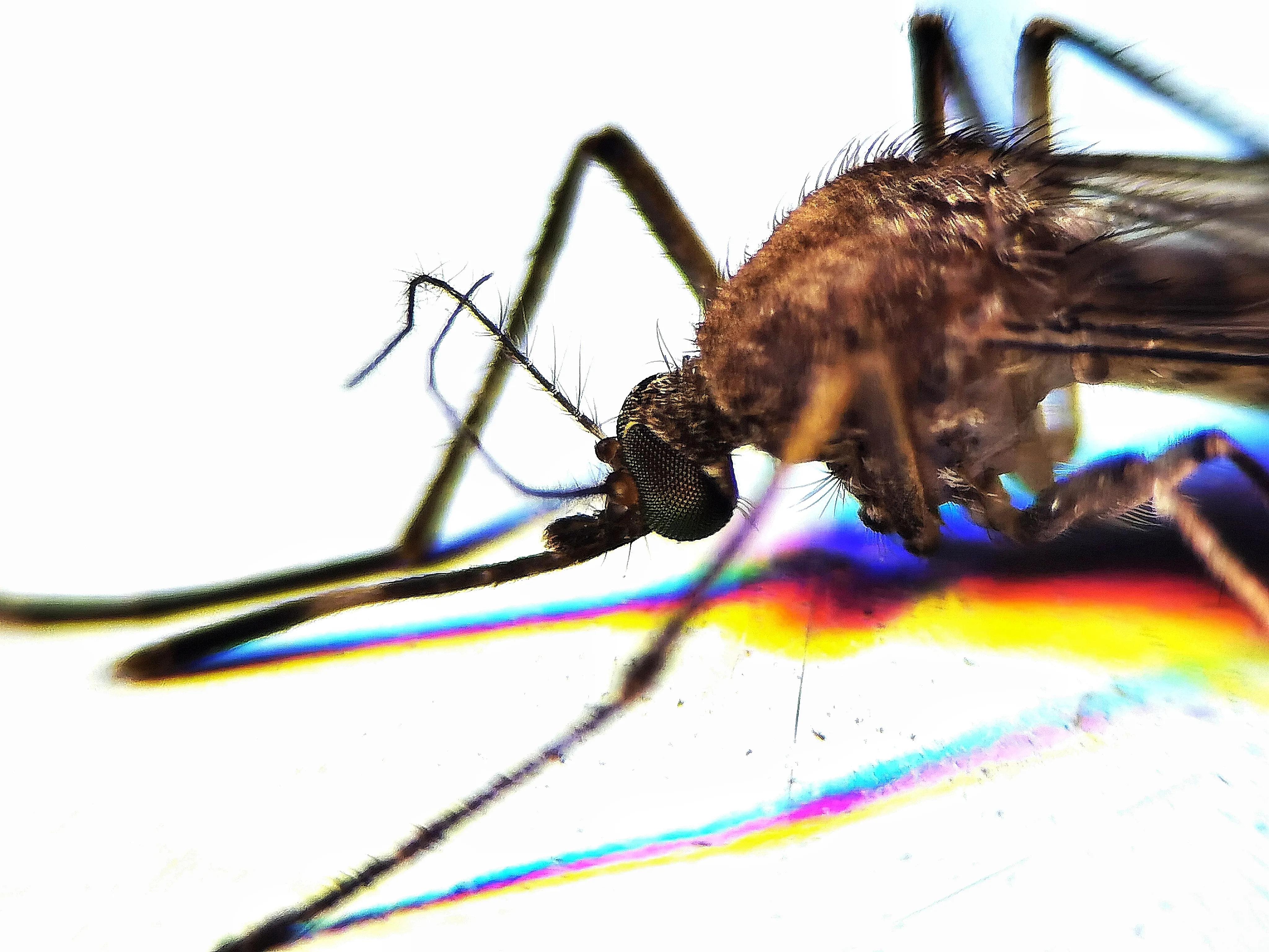 蚊子眼睛是什么样子的,科普蚊子眼睛