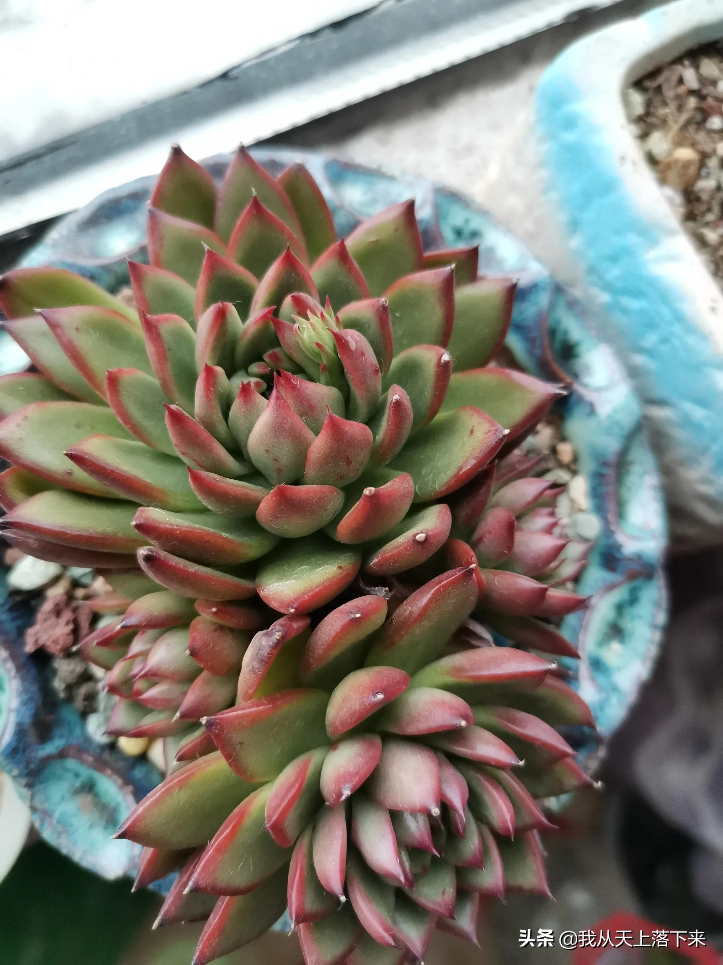 多肉品种及图片大全欣赏,多肉品种辨别图片大全欣赏