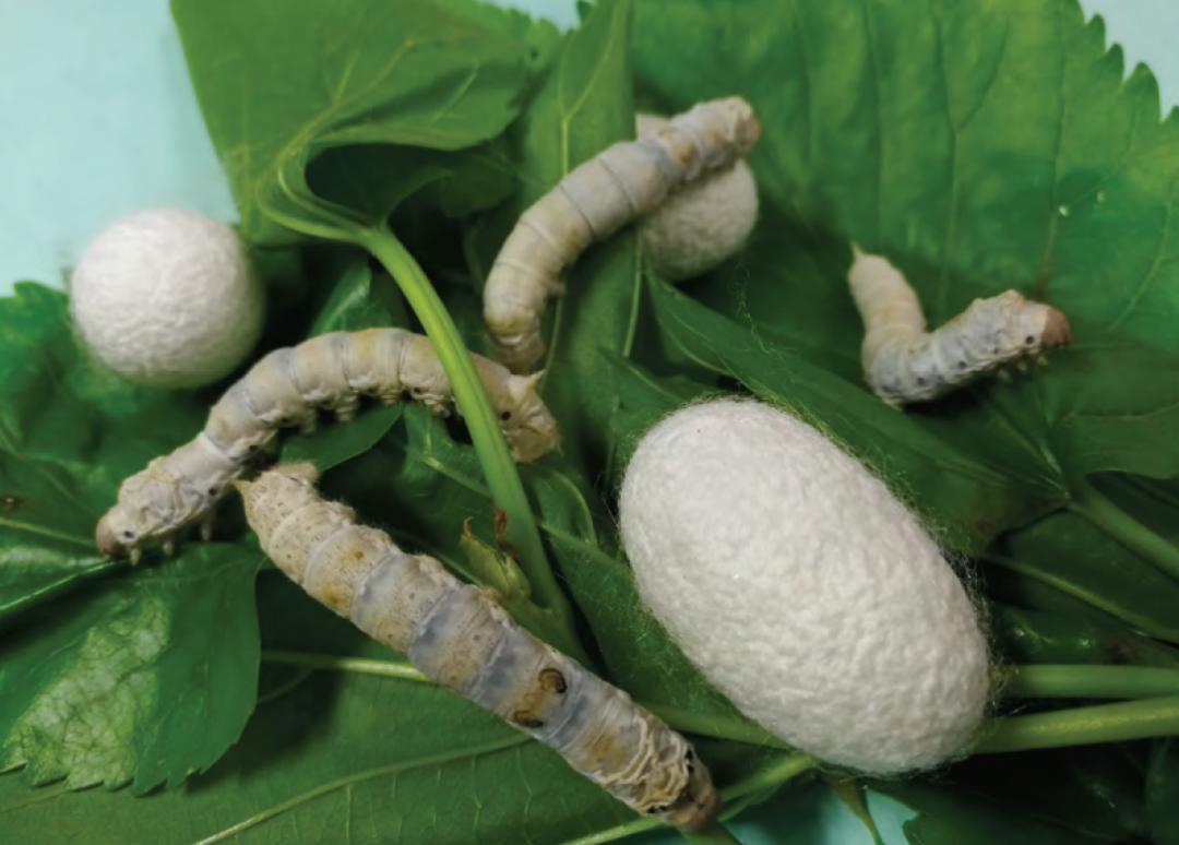 蚕为什么怕香味,为什么有的桑叶蚕不喜欢吃呢