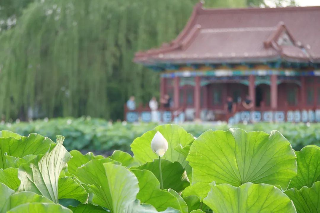 顺义公园荷花盛开,顺义这片30余亩荷花海惊艳盛放