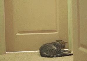 猫咪夜晚总是进进出出卧室，该怎么办？