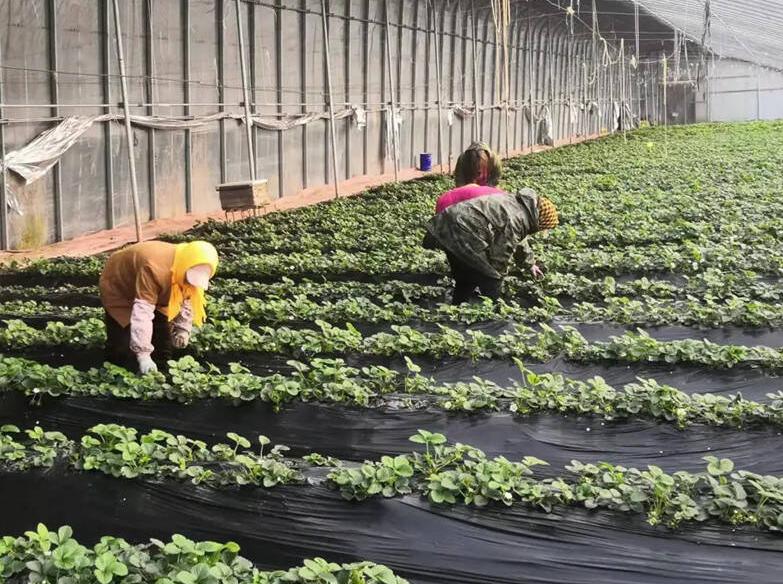 小山村种出了“院士菜”专家院士播下致富种子外出年轻人回乡创业