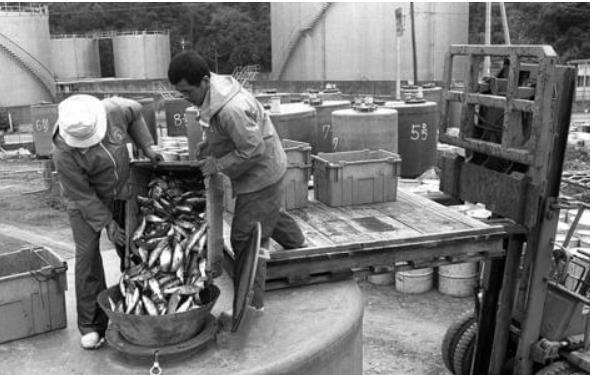 日本爆发罕见怪病事件的原因,日本爆发怪病事件最新