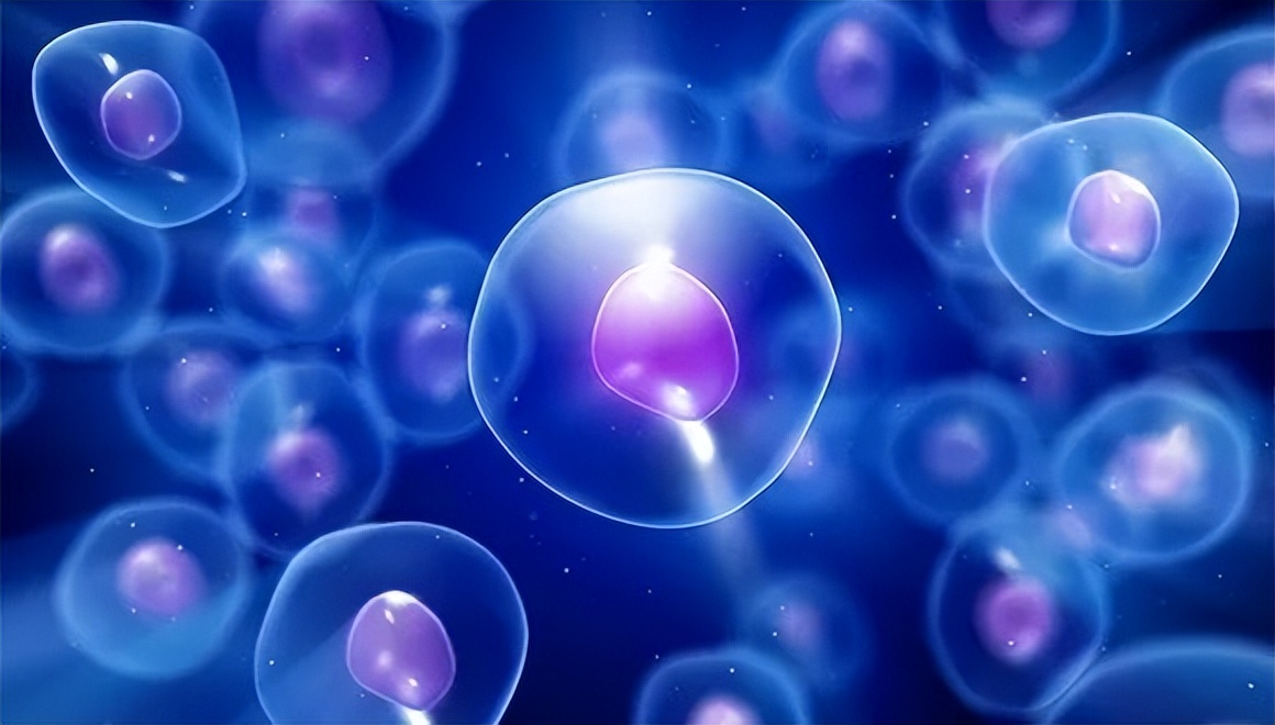 什么是胎盘干细胞储存技术呢,为什么说储存脐带血没必要