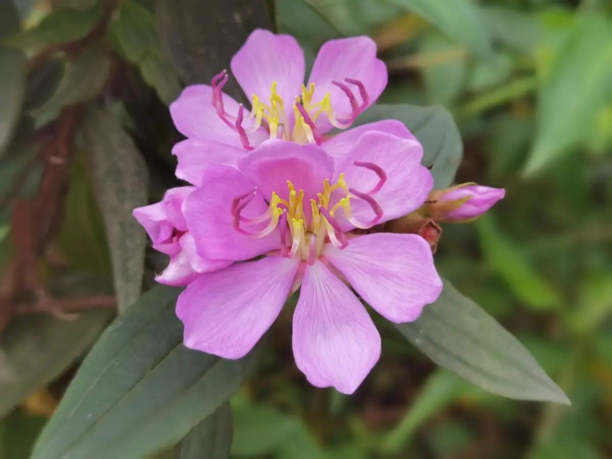 石老虎下山豹牙郎出没一片红