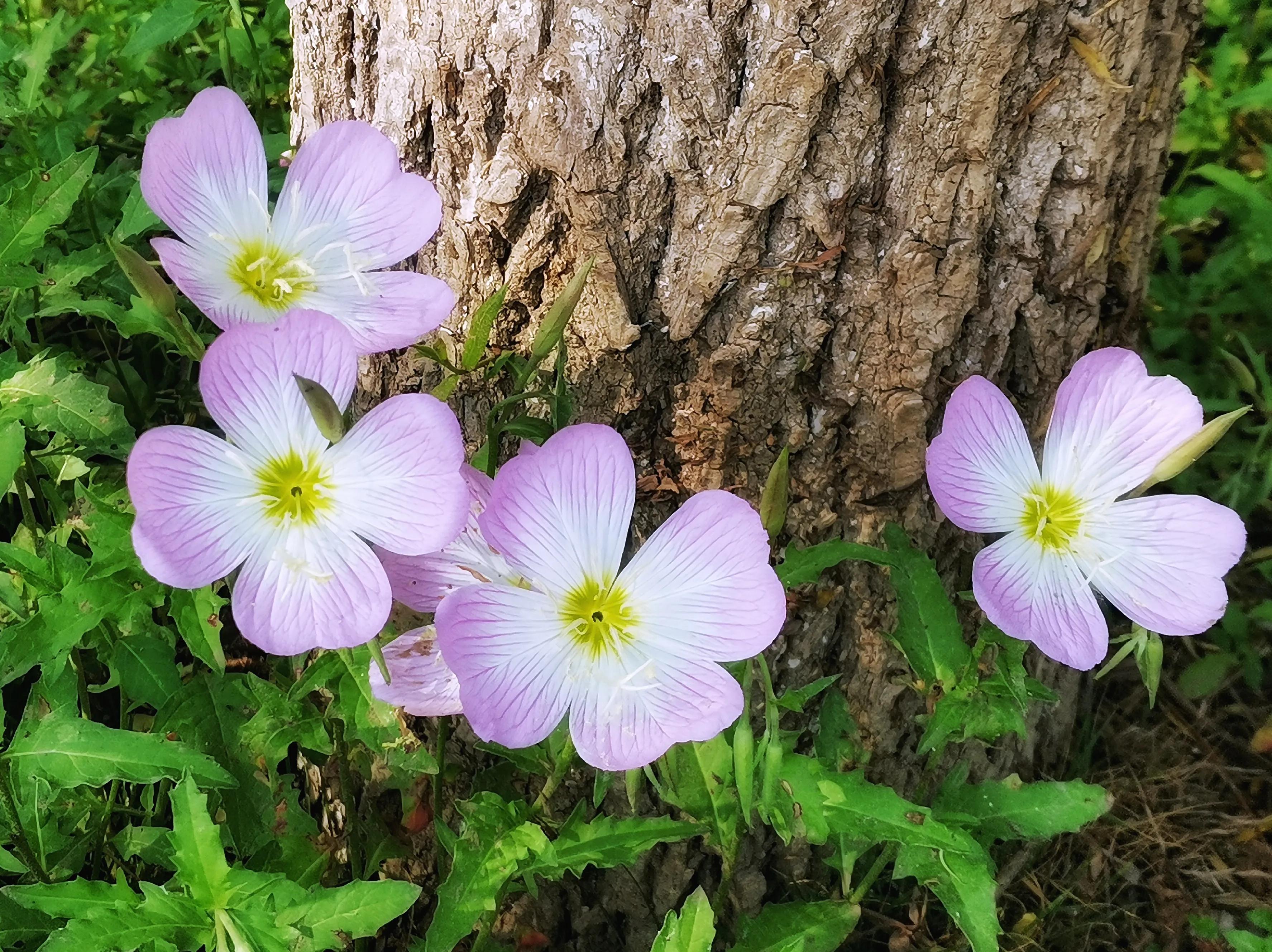 百花酿诗韵芬芳留人间（一）