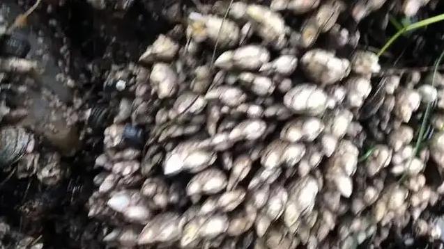 在浙江吃藤壶,还以为吞了个鬼手