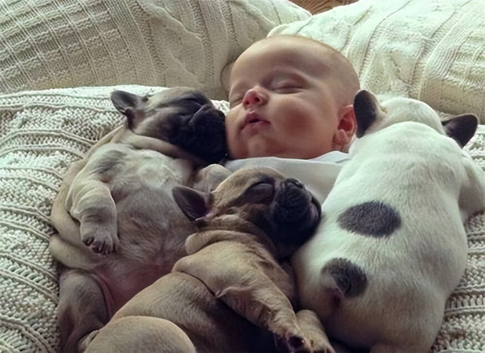 狗狗意外获得超能力从此走向巅峰,狗狗意外获得五环拥有了超能力