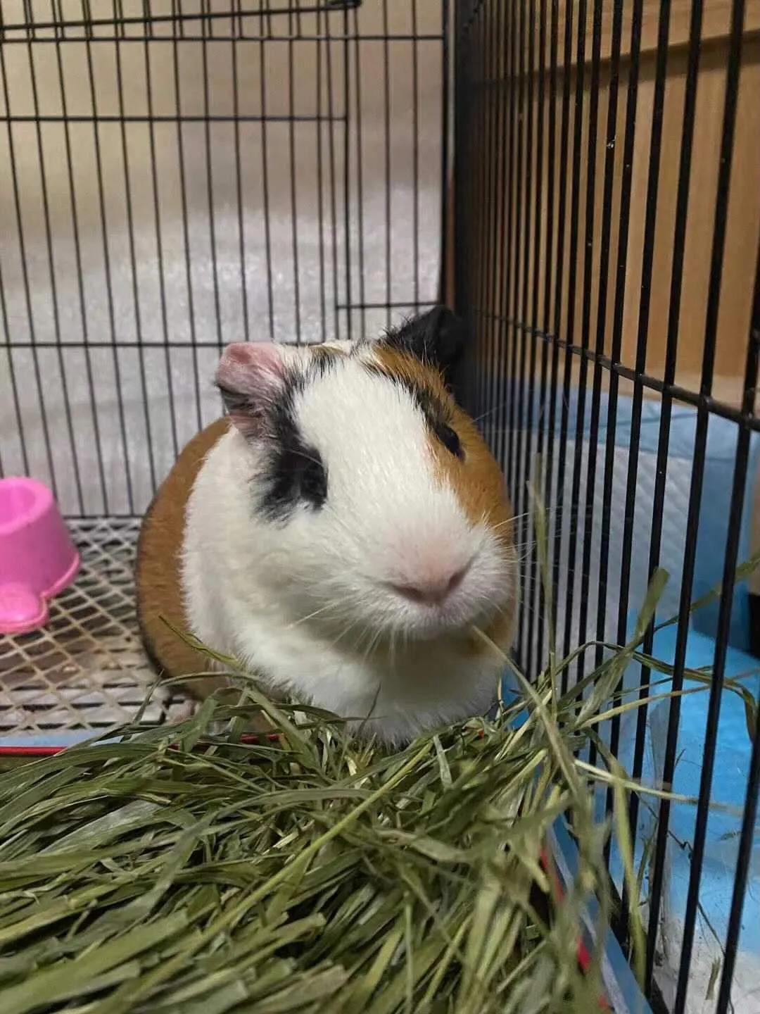 荷兰猪多久可以养熟啊,荷兰猪迟迟不生跟饮食有关系吗