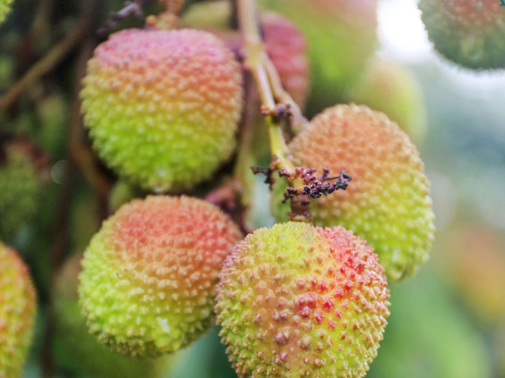 6月份热卖水果有哪些,4月份应季水果什么水果最好卖