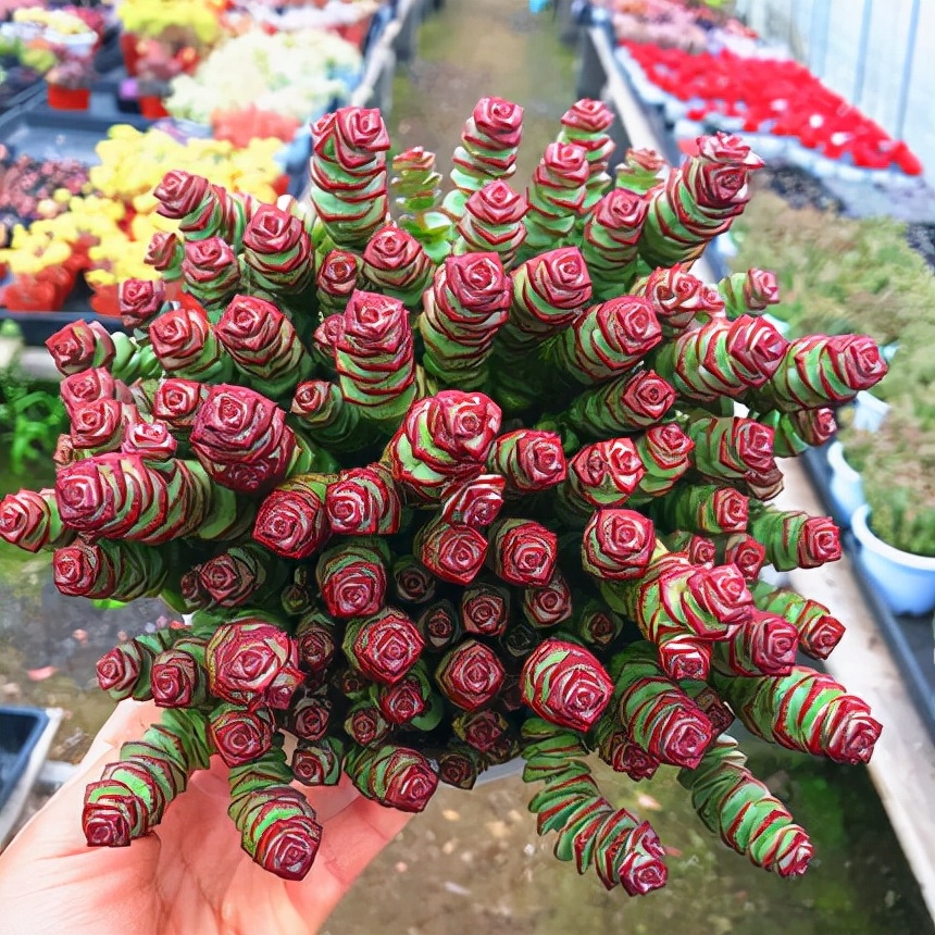 百花齐放春意浓群芳争艳,百花齐放喜迎新春