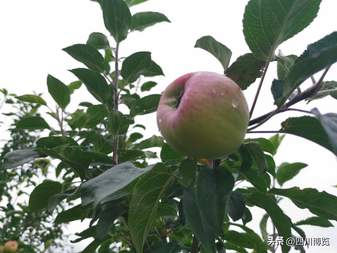 德阳年货展销会,年货展销会德阳